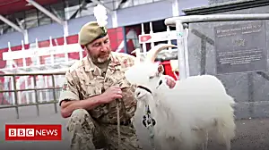 Army goat explores Cardiff city centre