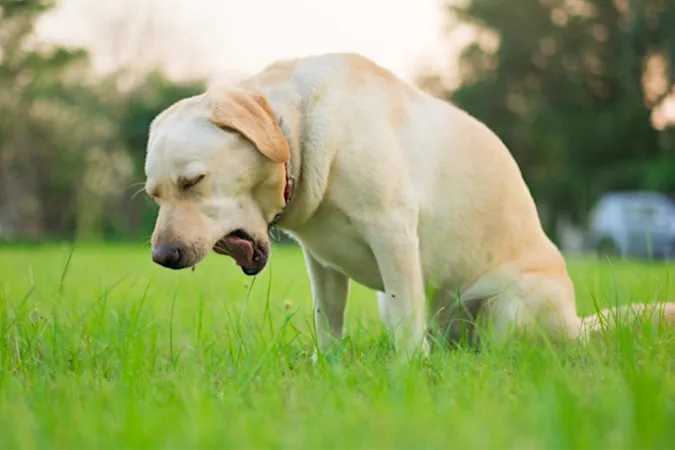 Hai un cane? Questi 6 alimenti umani sono tossici per lui