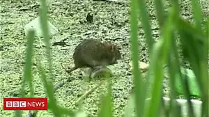 Rats 'walk' on rubbish clogged river