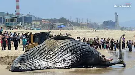 Algunos científicos afirman que estamos entrando en la ‘sexta extinción masiva’