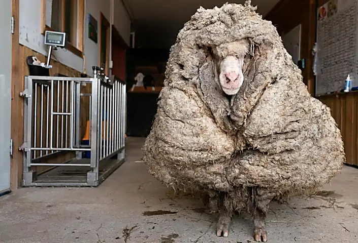Το Aussie πρόβατα ρίχνει τεράστιο παλτό μετά από χρόνια στο λαμ
