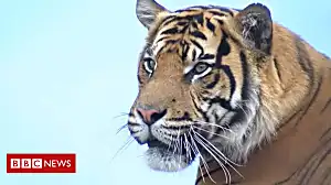 Rare tiger joins breeding programme