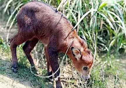 আলিকদমে গহীন বনে বিরল প্রজাতির ছাগল আলিকদমে গহীন বনে বিরল প্রজাতির ছাগল