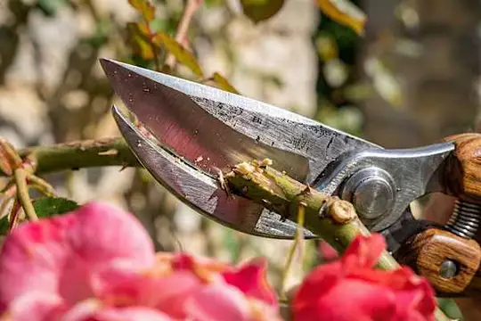 Un maître forgeron de 73 ans ferme sa forge, ses sécateurs forgés main émeuvent la France