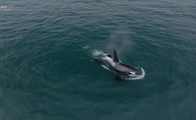 See the rare creatures that showed up in a California bay to feed on salmon