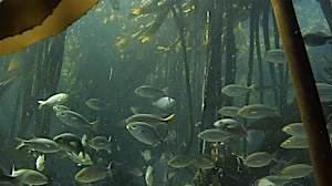 The underwater forest revealing its secrets