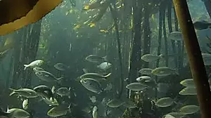 The underwater forest revealing its secrets