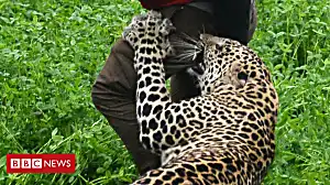 Wild leopard attacks Indian village