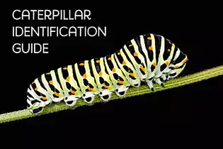 Caterpillar Identification Guide: Find Your Caterpillar With Photos and Descriptions