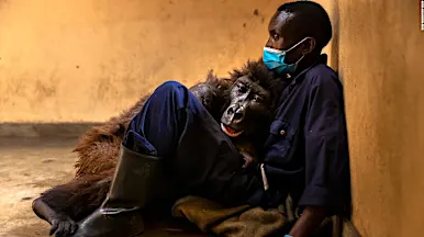Muere Ndakasi, la gorila recordada por una selfie que se hizo viral Muere Ndakasi, la gorila recordada por una selfie que se hizo viral
