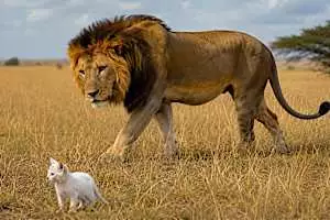 [Pics] Lion Approaches Escaped Kitten - Watch What Happened