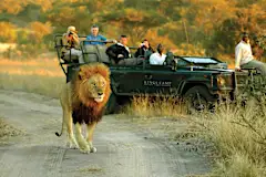 Luxury African Safaris Are So Cheap Now (Search For Deals)