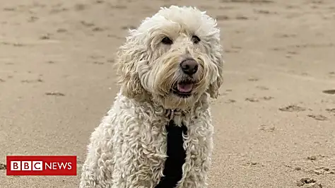 Labradoodle creator says it's his 'life's regret'