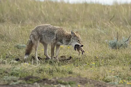 Γιατί να Shoot Prairie Dogs;