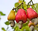 Cashew Apples� the Juicy Counterpart