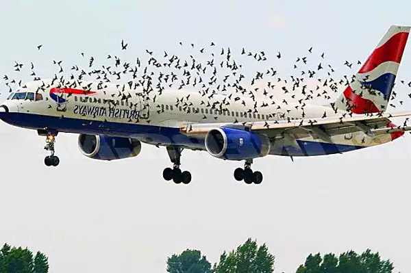 Τα πουλιά αρνούνται να αφήσουν το αεροπλάνο μόνα τους - όταν οι πιλότοι συνειδητοποιούν γιατί προσγειώνονται αμέσως