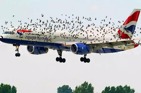 The pilot cried when he realized why the birds were flying next to the plane