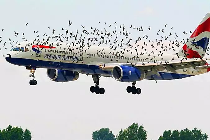 The pilot cried when he realized why the birds were flying next to the plane