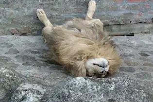 Try Not To Laugh At These Pets Sleeping Anywhere But Their Bed