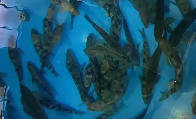 From data center to fish tank: How to turn waste heat into local delicacies