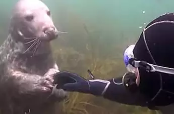 [Photos] Diver Didn’t Know What The Seal Wanted, Until It Grabbed His Hand
