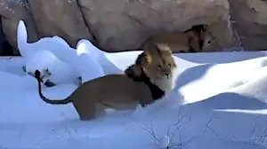 Lions frolic in snow after historic blizzard