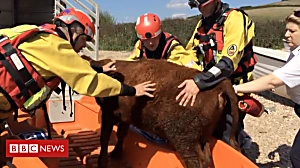Heifer rescued after nine days on cliffs