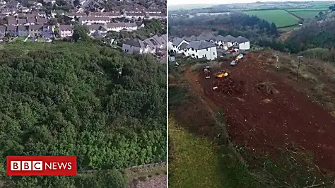 Planning bid after 'vibrant' woodland destroyed