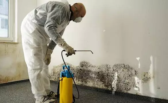 These Might Be The Easiest Ways to Get Rid of House Mold (Search Here)