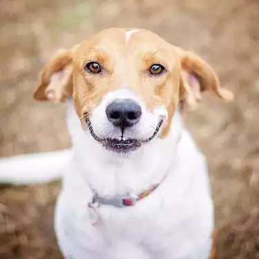 These are the 10 happiest breeds of adorable dog sure to bring bring joy to your home