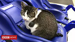 Molly the Tesco cat is trolley famous