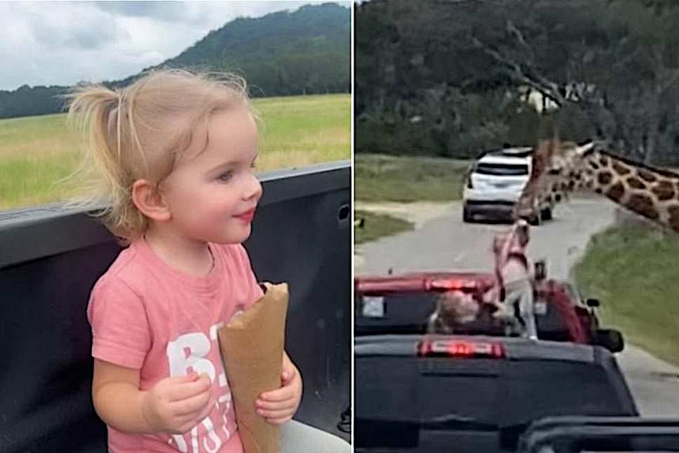 Giraffe plucks toddler out of open-back truck, hoists her briefly in jaw-dropping ride