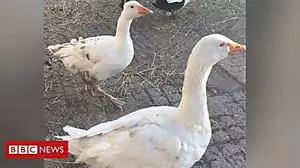 Farmer's 'good morning animals' goes viral