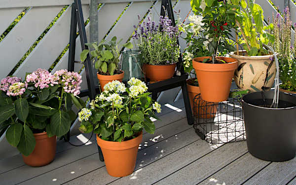 Mantén tus plantas 'vivas' mientras estás de vacaciones Mantén tus plantas 'vivas' mientras estás de vacaciones