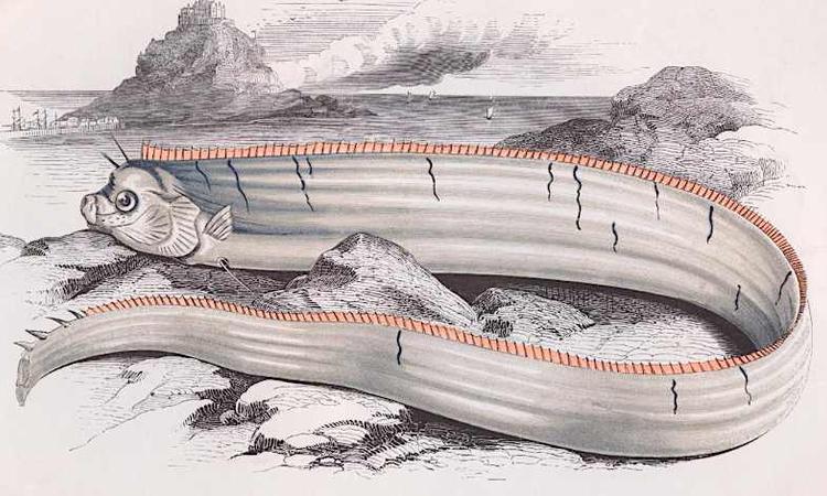 Sightings of rare oarfish in Japan raise fears of earthquake and tsunami