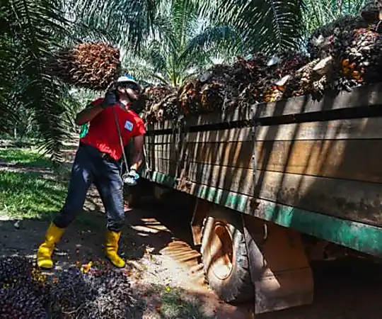 Sekatan EU: Malaysia tingkat eksport minyak sawit ke pasaran sedia ada
