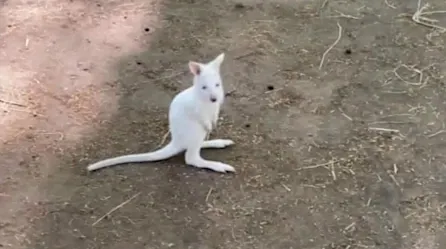 Mira al simpático canguro albino que nació en un zoológico ruso