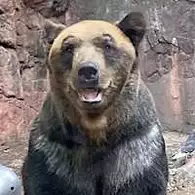 上野動物園のヒグマ「ポン」を安楽死処置　母親駆除で保護から20年…持病回復見込めず