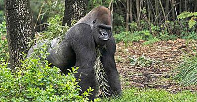 Zoo staff forced to intervene after dog enters gorilla enclosure