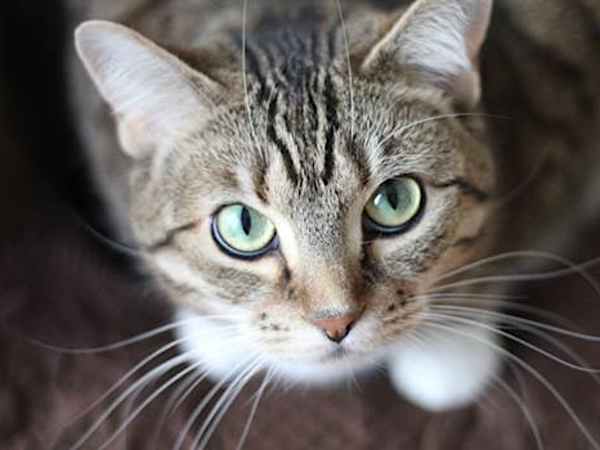 キャットフードに潜む落とし穴、獣医推薦フードを試すと