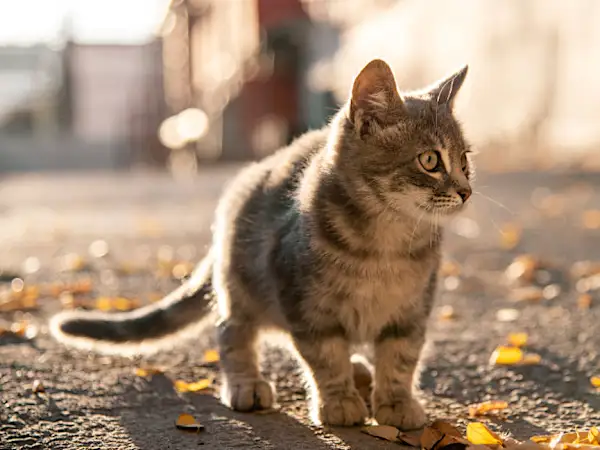 Cat Travels 280 Miles to Return to her Family