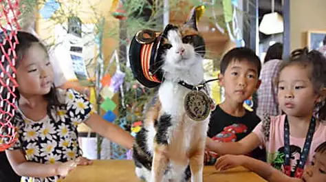 The cat who saved a Japanese rail line