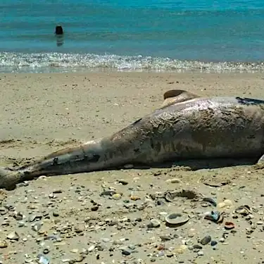 Thousands of dolphins die in Black Sea, collateral victims of war in Ukraine