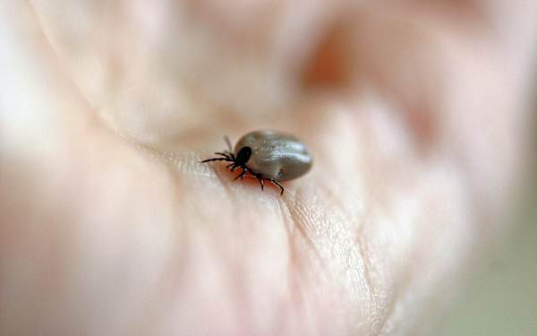 Las garrapatas se expanden esta primavera: ¿qué hacer? Las garrapatas se expanden esta primavera: ¿qué hacer?