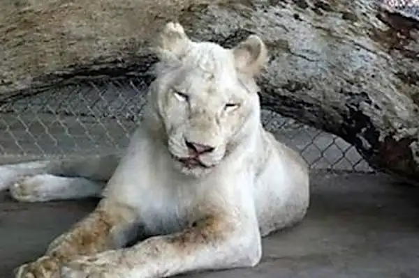 [Pics] Dying Lion Had No Hope of Survival, then Saw Her New Trainer