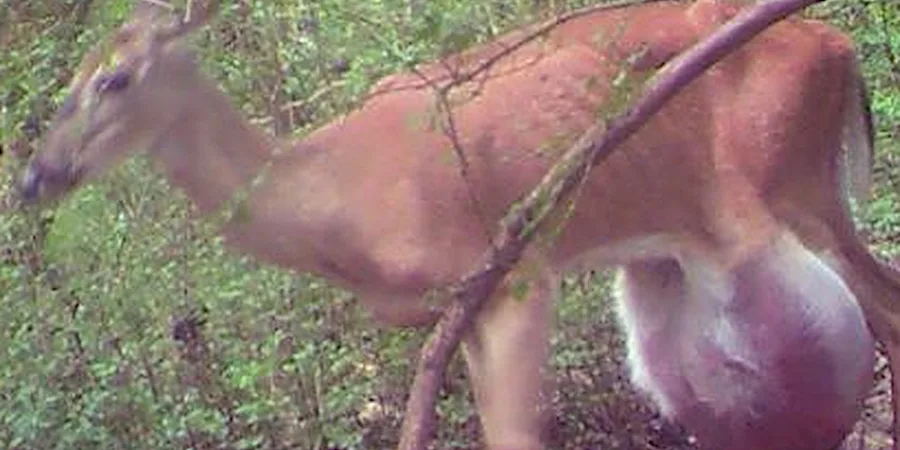 The Most Uncanny Raw Images Caught By Forest Trail Cams