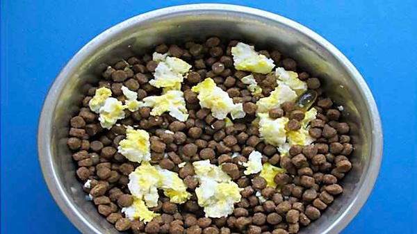 If Your Dog Eats Dry Food, Do This Everyday