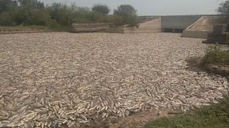 Impactantes imágenes de peces muertos en Argentina