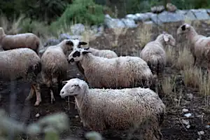 Υγειονομική βόμβα τα νεκρά πρόβατα σε χείμαρρο στον Αλμυρό - Παρέμβαση Εισαγγελέα