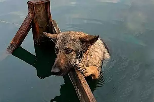 [História] Cão com hipotermia se recusa a sair da água, mas ao ver sua pata, o resgatador diz "de jeito nenhum"